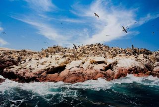 isla-ballestas-pextour